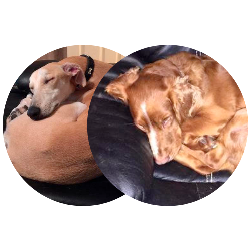 dogs dogs