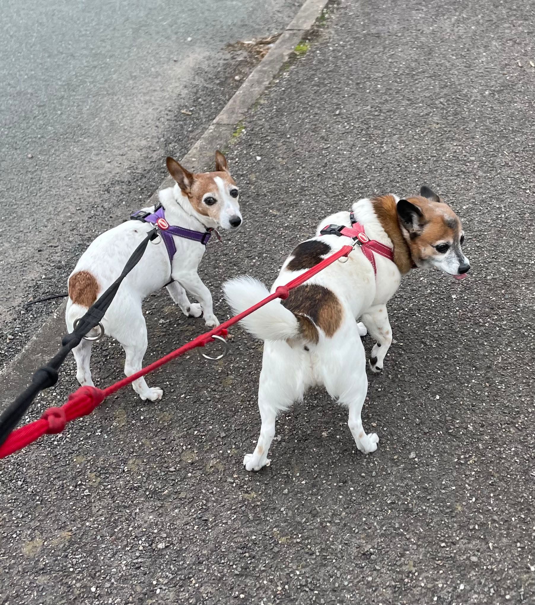 dog walking sues pet care